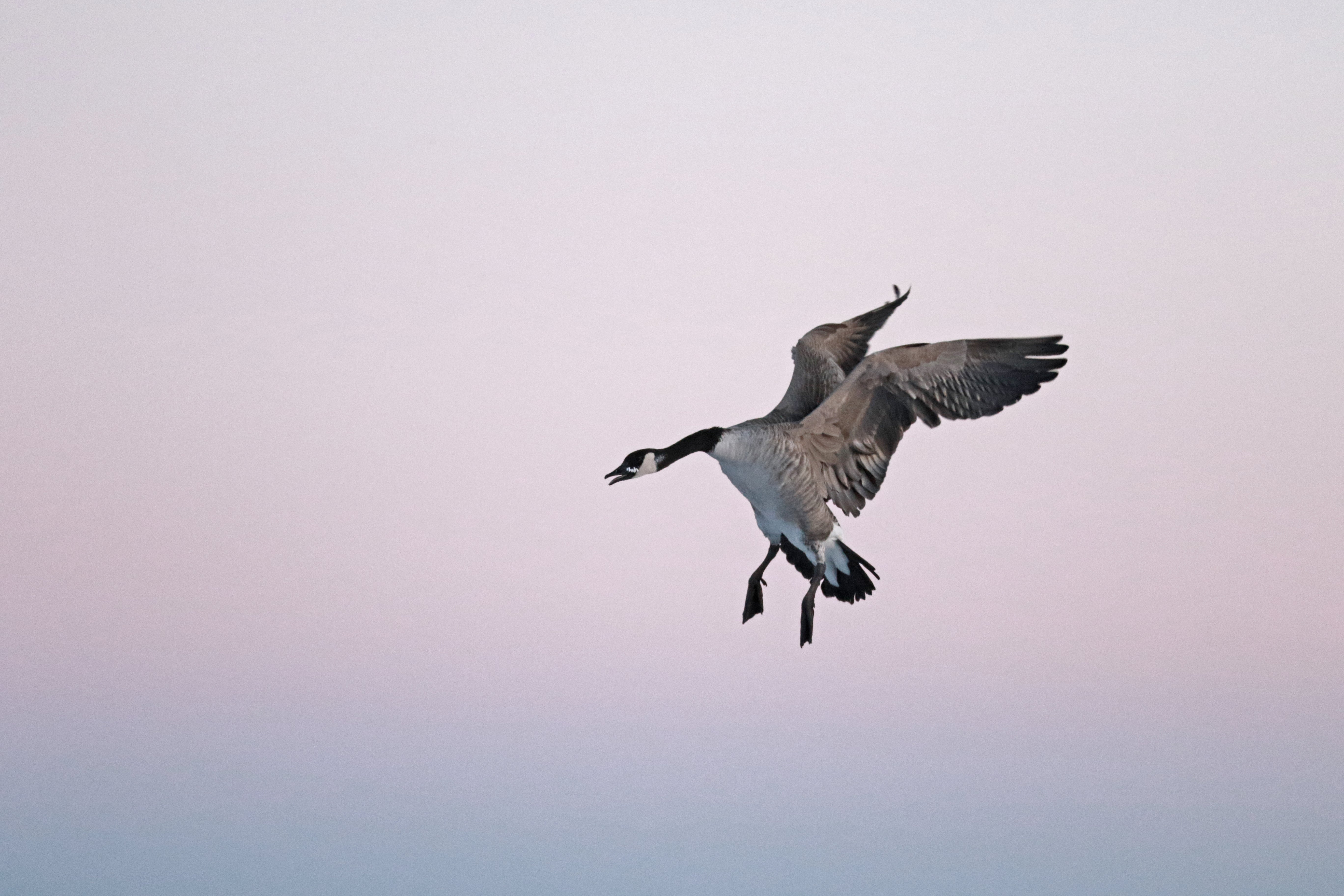 Canada goose hunting group with expert guide in Fergus Falls