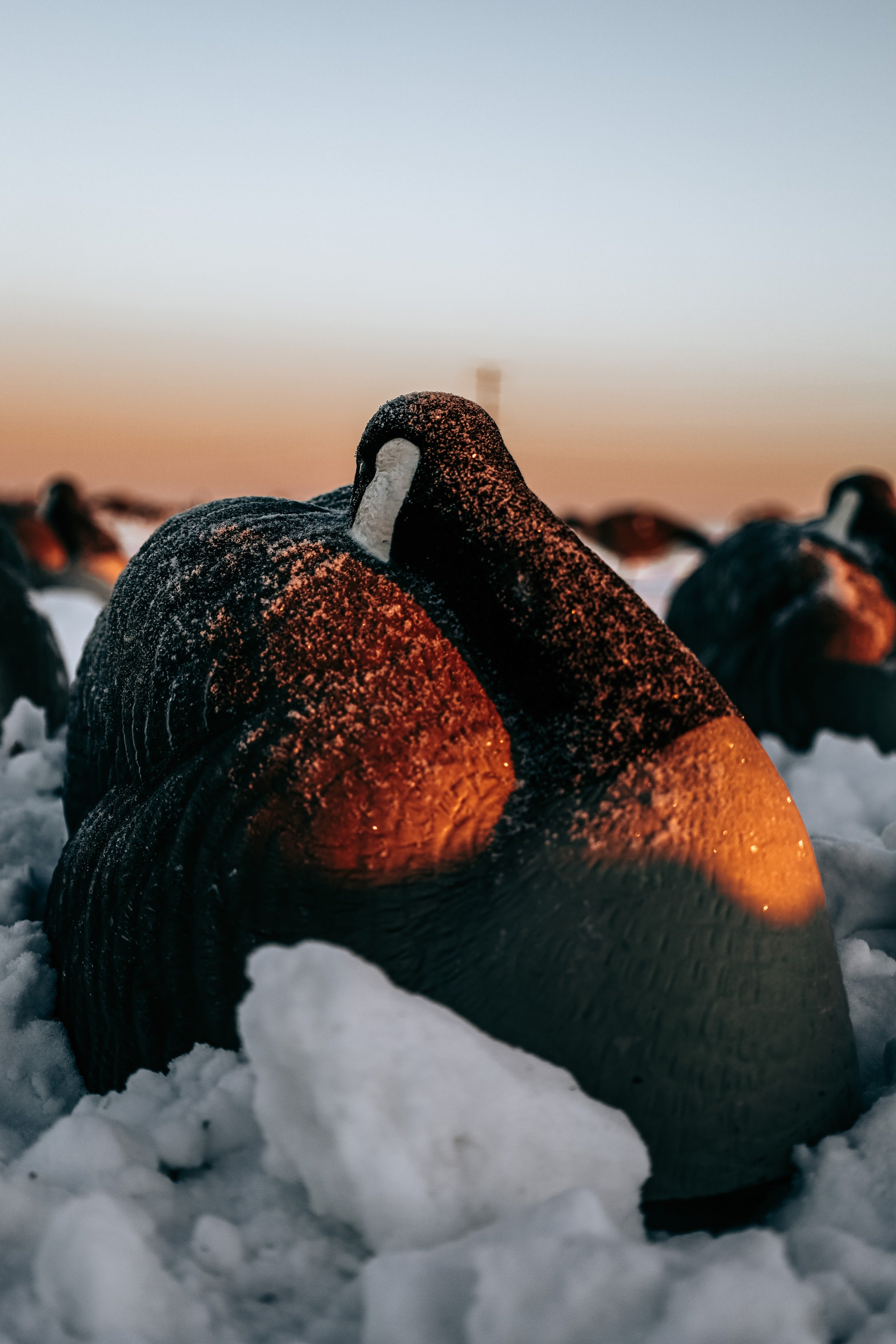 Goose hunting Guides Pit Blind